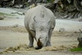 White rhinocerosÃÂ orÃÂ square-lipped rhinocerosÃÂ Ceratotherium simum is the largest extant species ofÃÂ rhinoceros.ÃÂ 